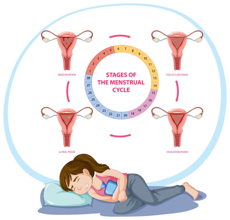 “Menstrual cycle phases chart showing follicular, ovulation, luteal and menstrual phase diagram”