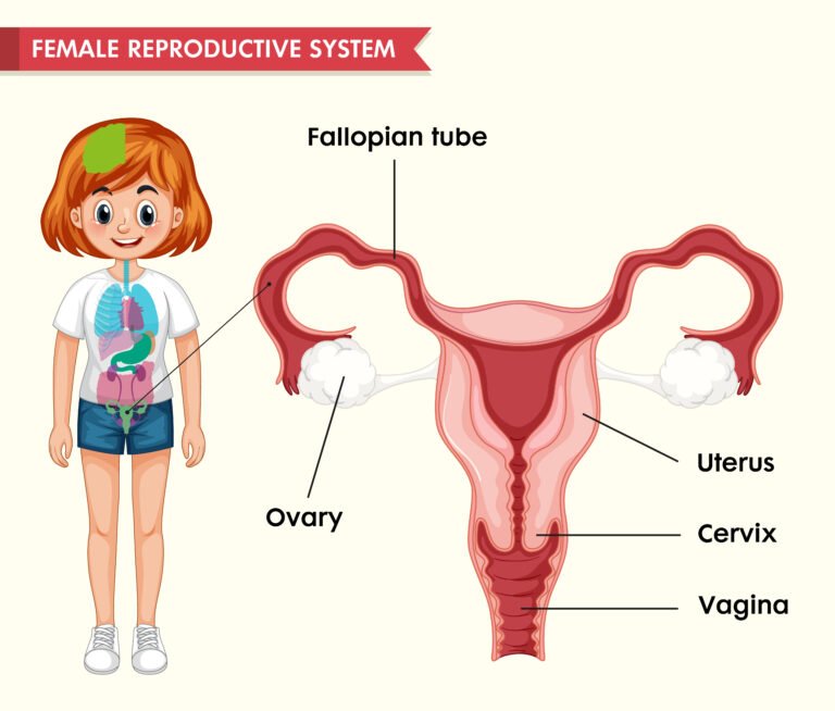 "Illustration of female reproductive system showing common infertility causes."