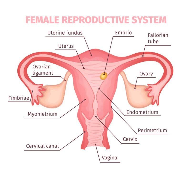 the female reproductive system showing uterus, ovaries, fallopian tubes, cervix, and endometrium related to female fertility